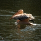 Jak se chytá pelikán